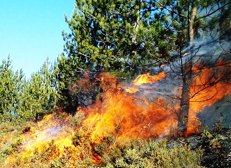 Forest Fire Cloosh Valley